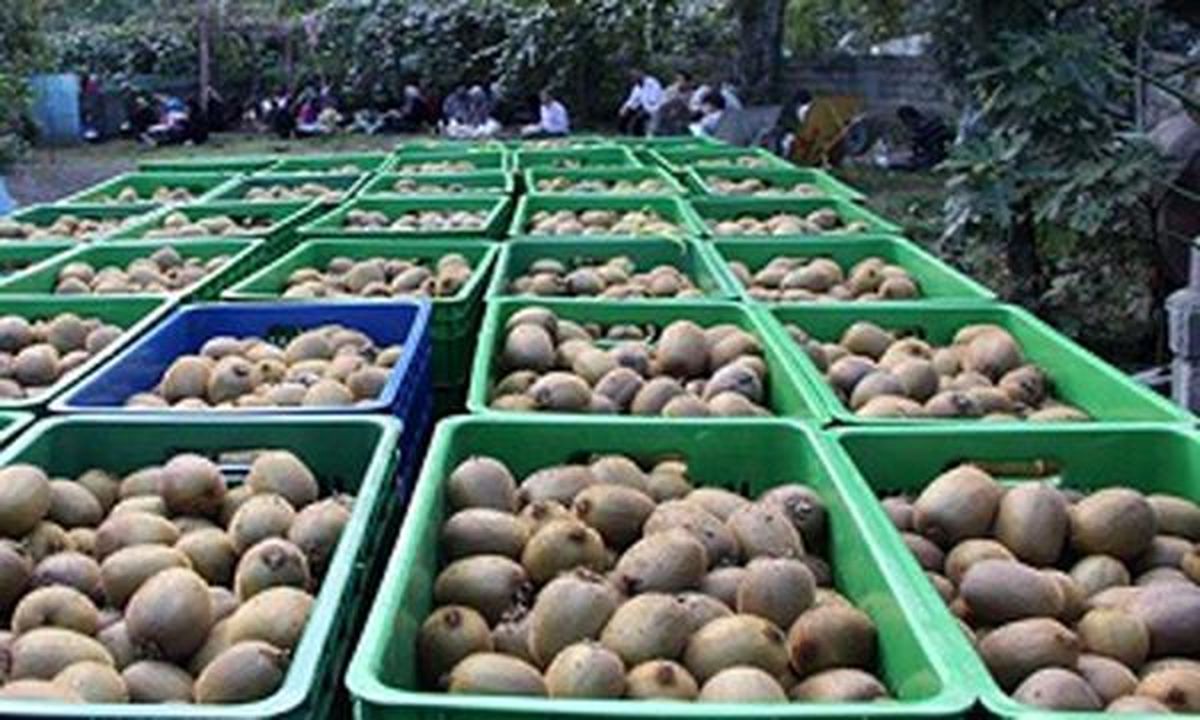 رشد 235  درصدی صادرات کیوی از گمرکات مازندران طی 9 ماهه سال 97
