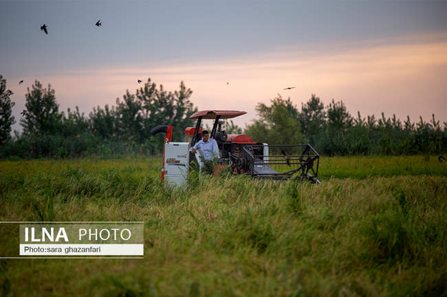 برداشت برنج در مازندران و آتش زدن بقایای آن 