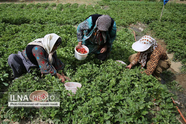 برداشت توت فرنگی در  استان کردستان ( روستای هویه )