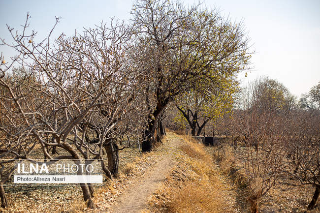 باغستان سنتی؛ میراث کهن مردم قزوین 