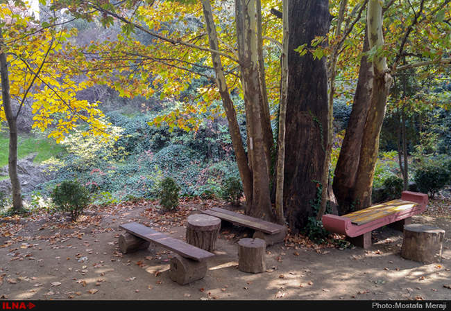 گزارش اختصاصی ایلنا از پاییز در باغ بوتانیکال تفلیس