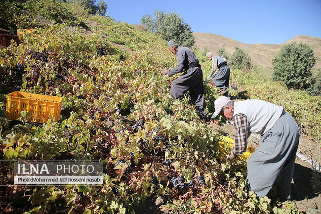برداشت انور طلای سیاه در کردستان روستای پایگلان 