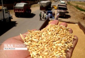 ادعای وجود ناخالصی نامتعارف در محموله‌های گندم کذب است