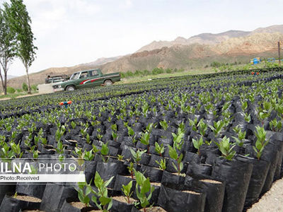 کاشت 3.5 میلیون نهال در استان قزوین از امروز کلید می‌خورد