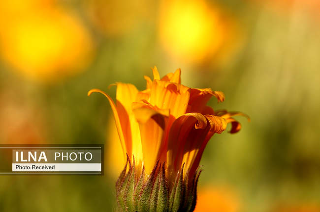  شکوفه‌های بهاری