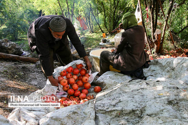 برداشت دانه‌های سرخ انار در اورامان