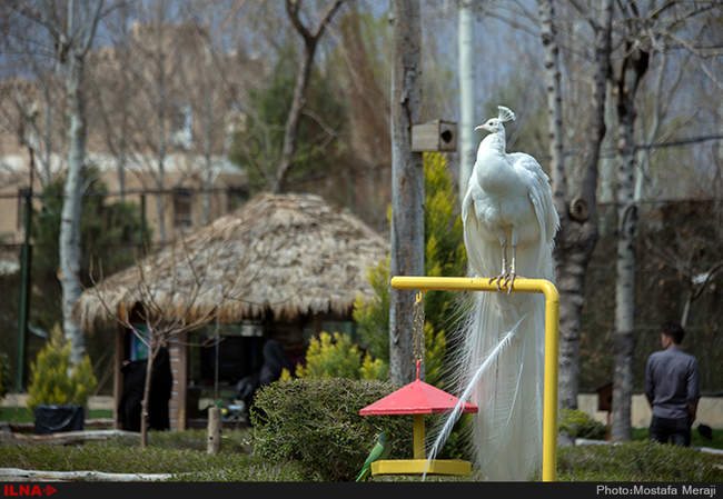 باغ پرندگان اصفهان