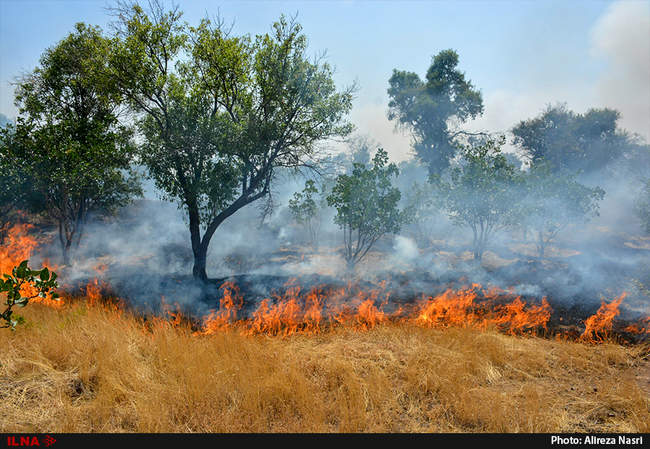 آتش در باغستان های سنتی قزوین