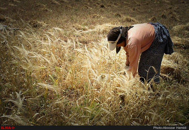 تولید 13هزارو 720تن گندم و جو از اراضی دیم شهرستان رودبار