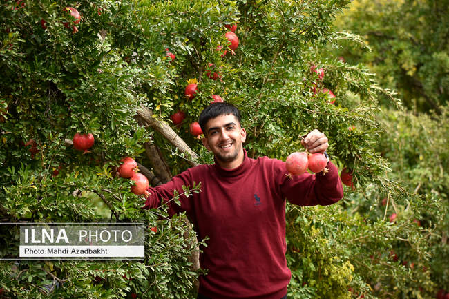 آغاز فصل برداشت انار در روستای محمود آباد