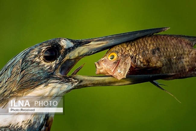 مسابقه عکاسی کمدی حیات وحش 