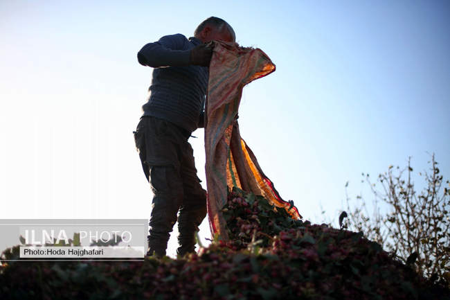 برداشت پسته از باغات نیشابور