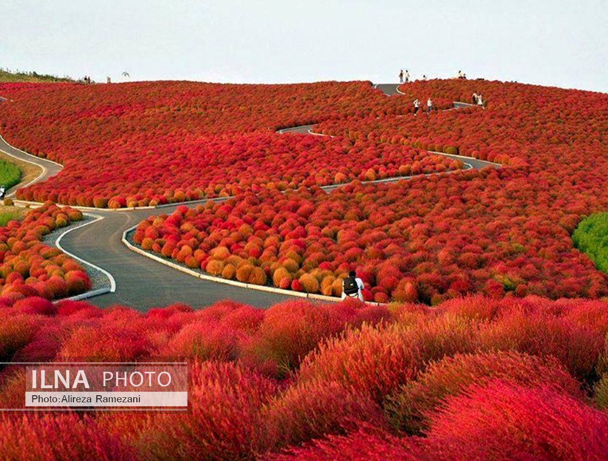 گل‌های یک پارک ساحلی در ژاپن +تصاویر 