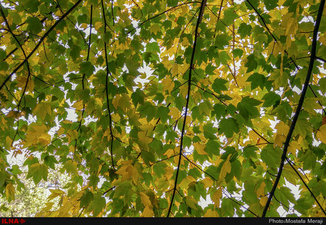 گزارش اختصاصی ایلنا از پاییز در باغ بوتانیکال تفلیس