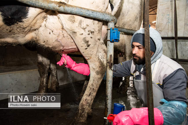خودکفایی در تولید شیر با تلیسه نمونه