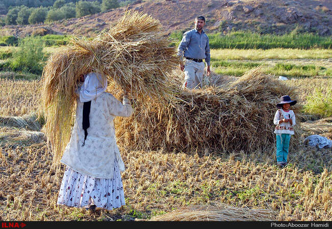 آخرین برداشت خوشه های طلایی برنج در "روستای پارودبار"رودبار گیلان