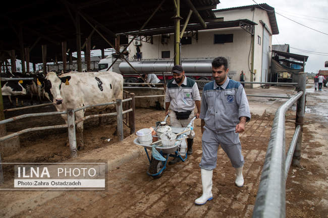بزرگترین واحد پرورش گاو شیری شمال کشور