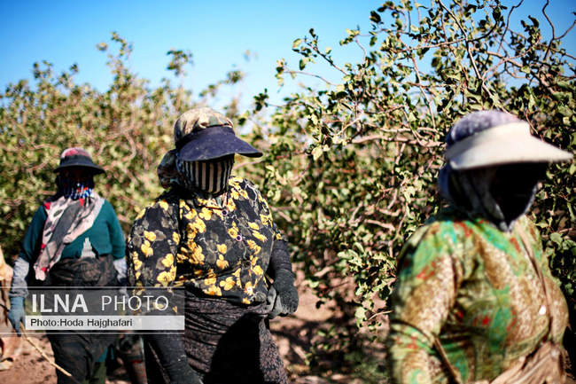 برداشت پسته از باغات نیشابور