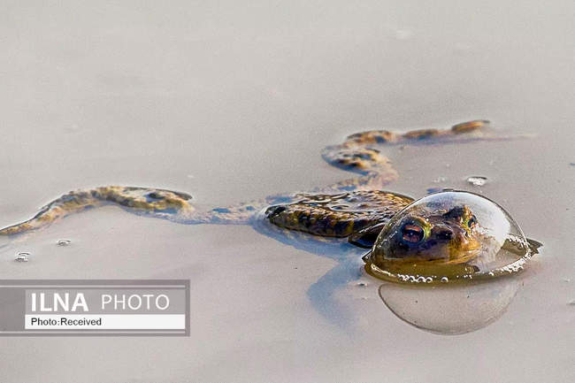  بامزه‌ترین مسابقه عکاسی جهان 