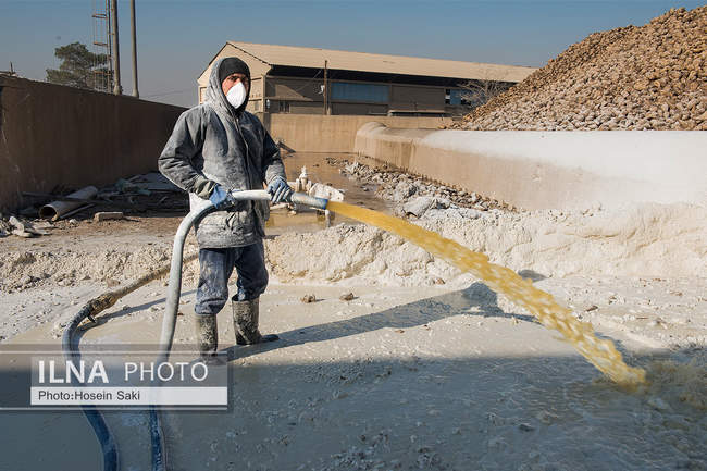 تولید شکر از چغندر قند 