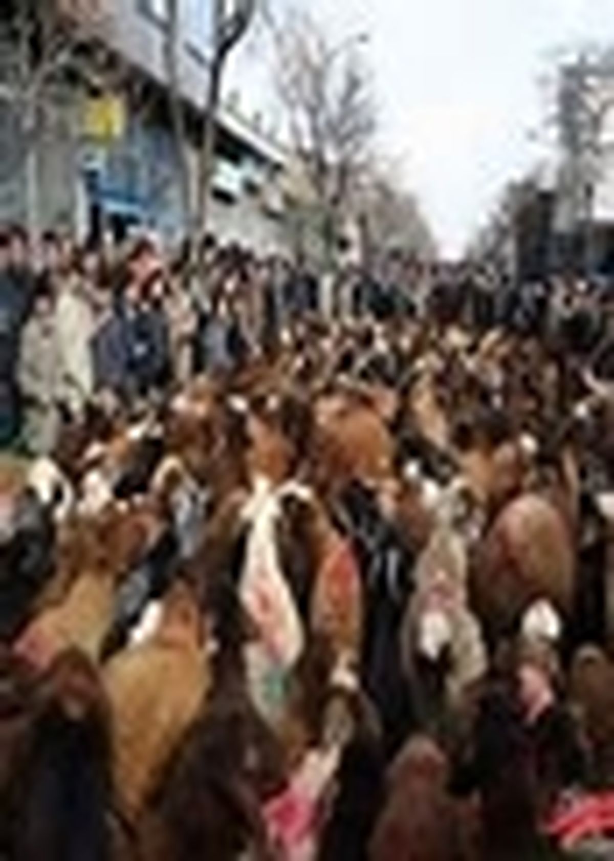 طرح ذبح نیابتی در حسینیه اعظم زنجان انجام می‌شود