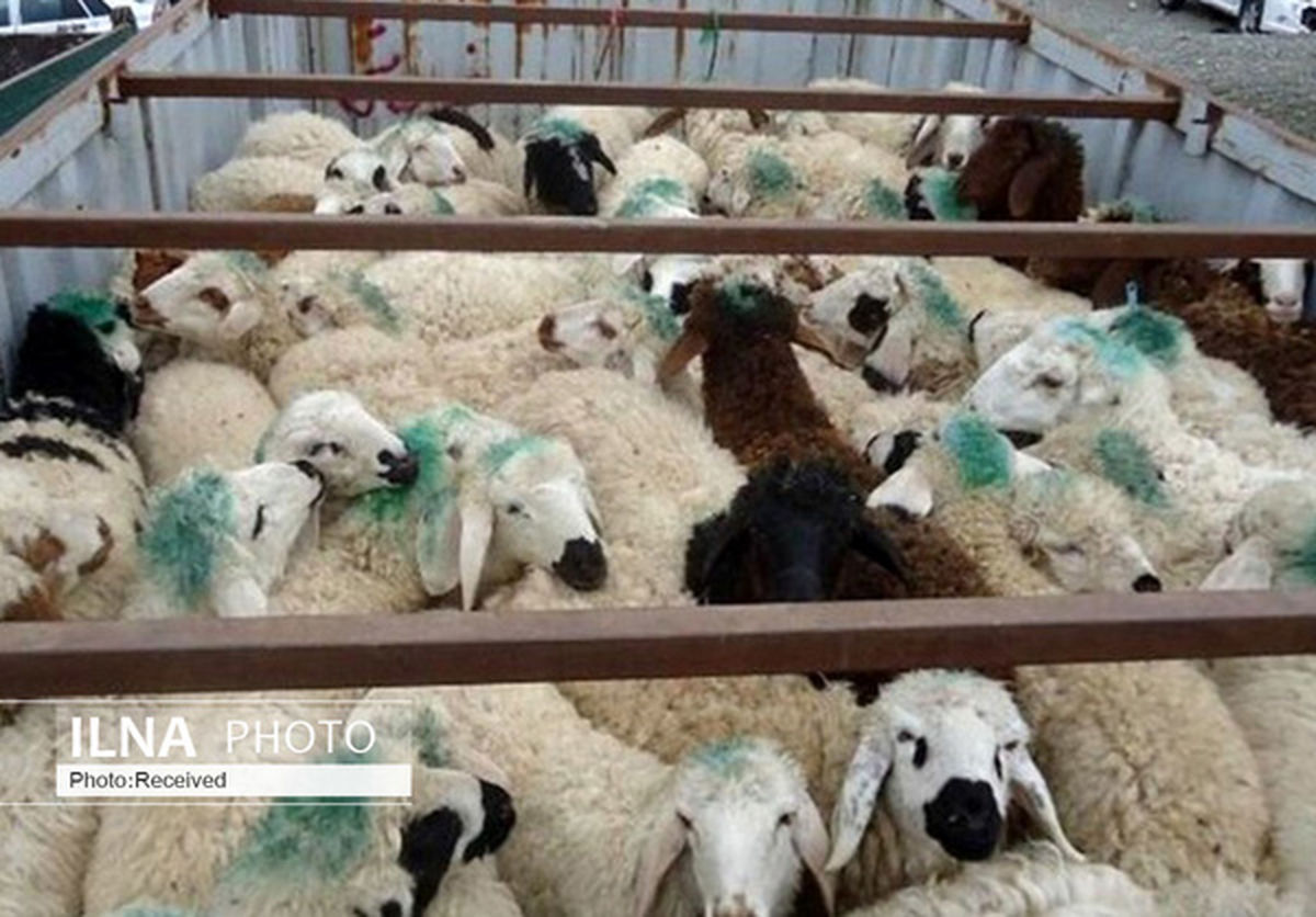 سمپاشی بیش از 700 هزار متر مربع جایگاه دام در قزوین