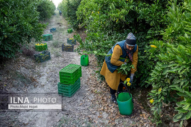 برداشت نارنگی از باغات هاشم‌آباد گرگان