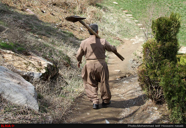 نهال کاری در دامنه کوه آبیدر سنندج 