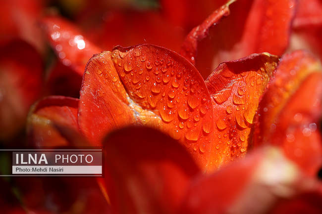 باغ لاله های آسارا 