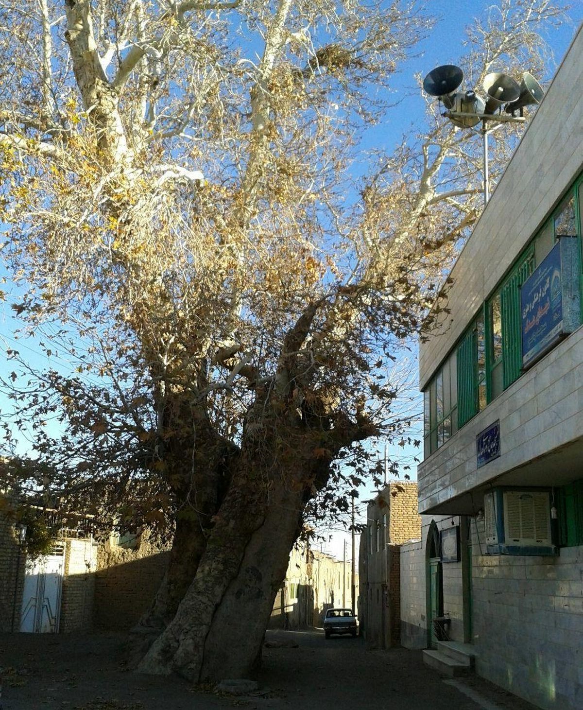 درخت چنار کهنسال مسجدجامع بردسکن در فهرست آثار طبیعی کشور ثبت شد