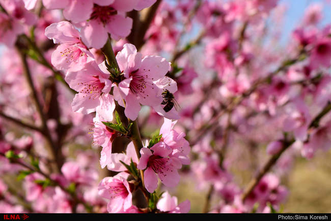 شکوفه های بهاری در همدان