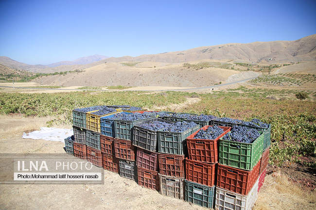 برداشت انور طلای سیاه در کردستان روستای پایگلان 