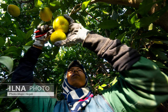 برداشت نارنگی از باغات هاشم‌آباد گرگان