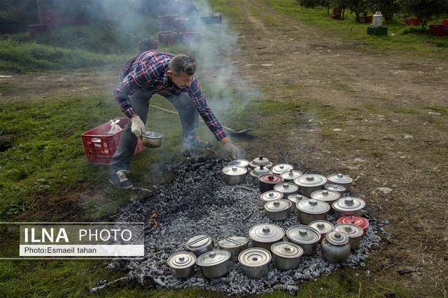 کار و امید، قصه زنان باغ کیوی