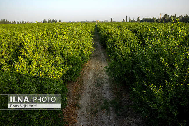 برداشت نارنگی از باغات هاشم‌آباد گرگان