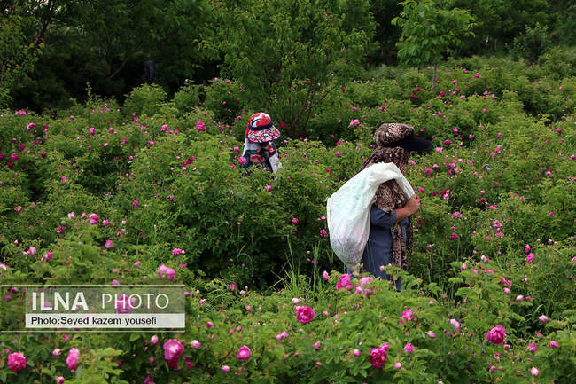 جشنواره برداشت گل محمدی در روستای عنصرود