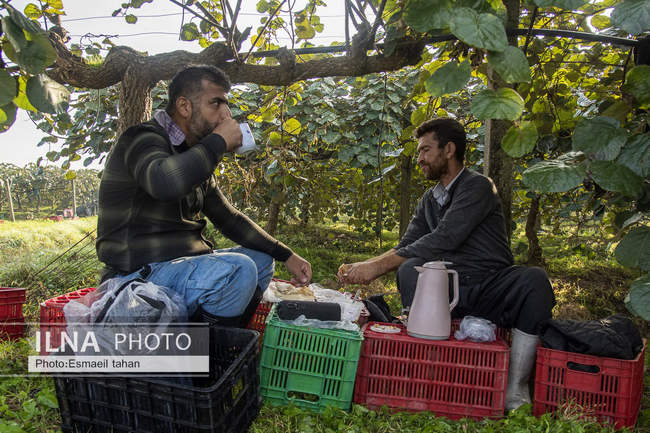 کار و امید، قصه زنان باغ کیوی