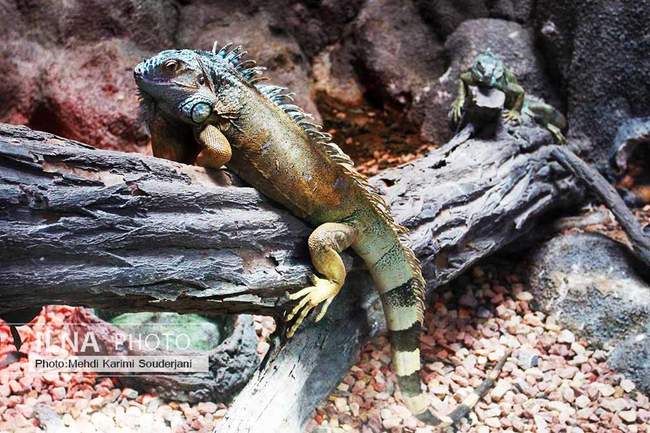 باغ خزندگان اصفهان مکانی جذاب و متفاوت 