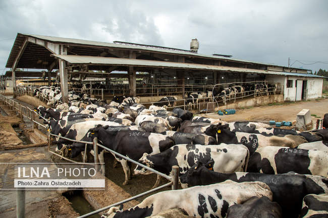 بزرگترین واحد پرورش گاو شیری شمال کشور