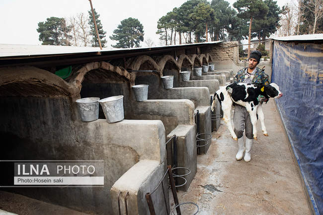 خودکفایی در تولید شیر با تلیسه نمونه