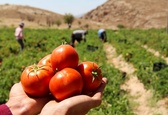 خرید حمایتی بیش از ۷۳ هزار تن گوجه فرنگی از کشاورزان/ ارزش محصول خریداری شده بالغ بر ۷۳۱ میلیارد ریال است