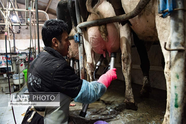 خودکفایی در تولید شیر با تلیسه نمونه