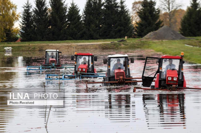 برداشت زغال اخته  در بلاروس