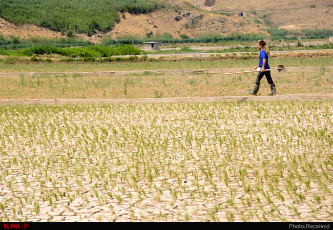 آتش بی‌آبی در شالیزاران رستم آباد -  گیلان