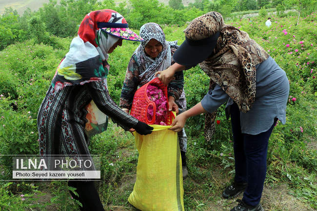 جشنواره برداشت گل محمدی در روستای عنصرود