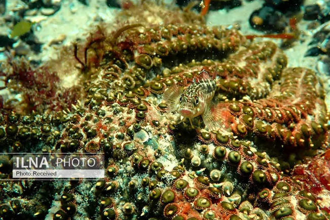 شگفتی‌های علم در قاب دوربین 