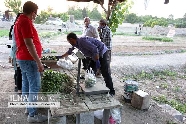 کشت و کار در بیشه ناژوان اصفهان