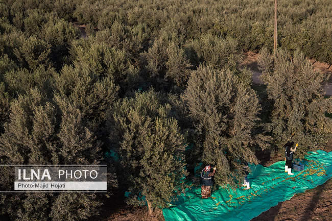 اشتغال زنان سرپرست خانواردر باغ زیتون حاجیکلاته