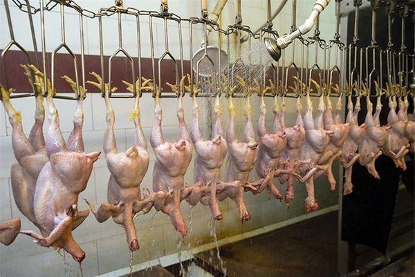 عرضه ۱۹۰ هزارتن مرغ به کشتارگاه‌های رسمی کشور در سال قبل