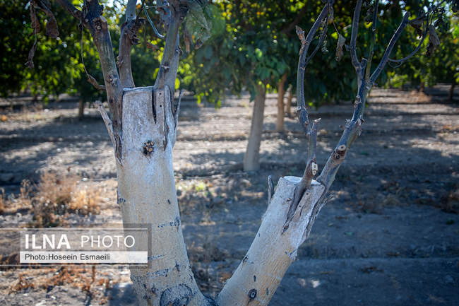 برداشت گردو اصلاح شده با دستگاه مکانیزه 